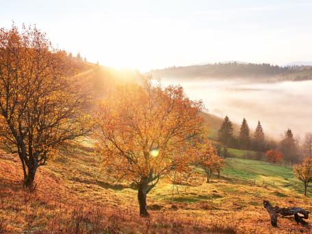 Herbstbäume im Sonnenschein